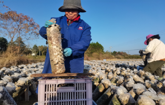 圖為永豐縣煙區(qū)煙農(nóng)正在采摘黑木耳