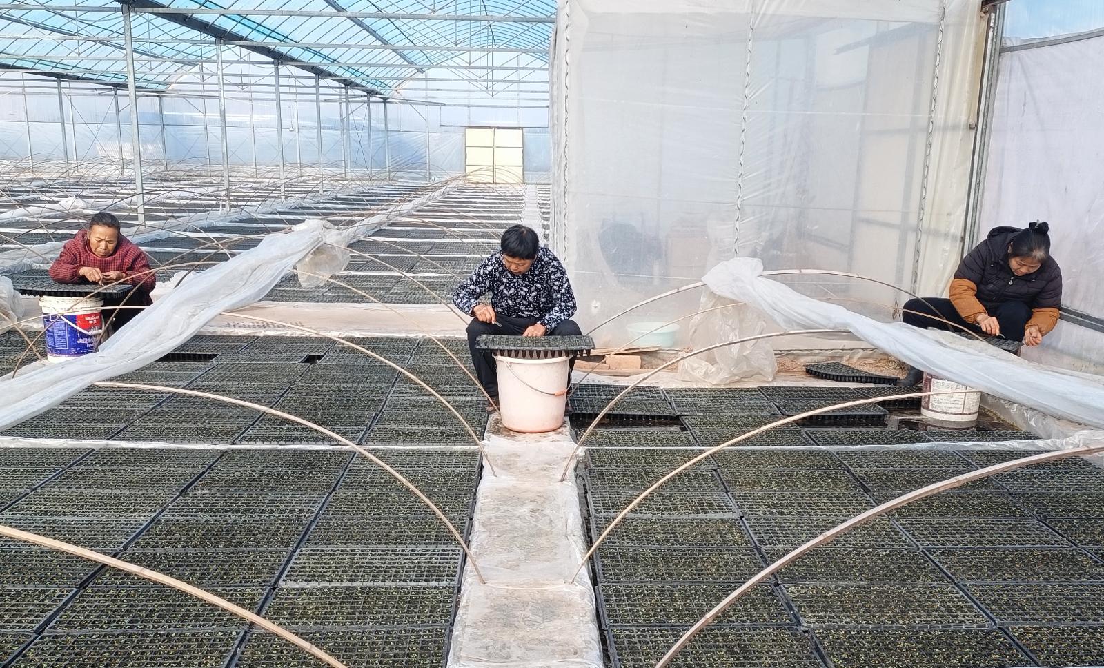 圖為專業(yè)化育苗隊正在進行間苗補苗