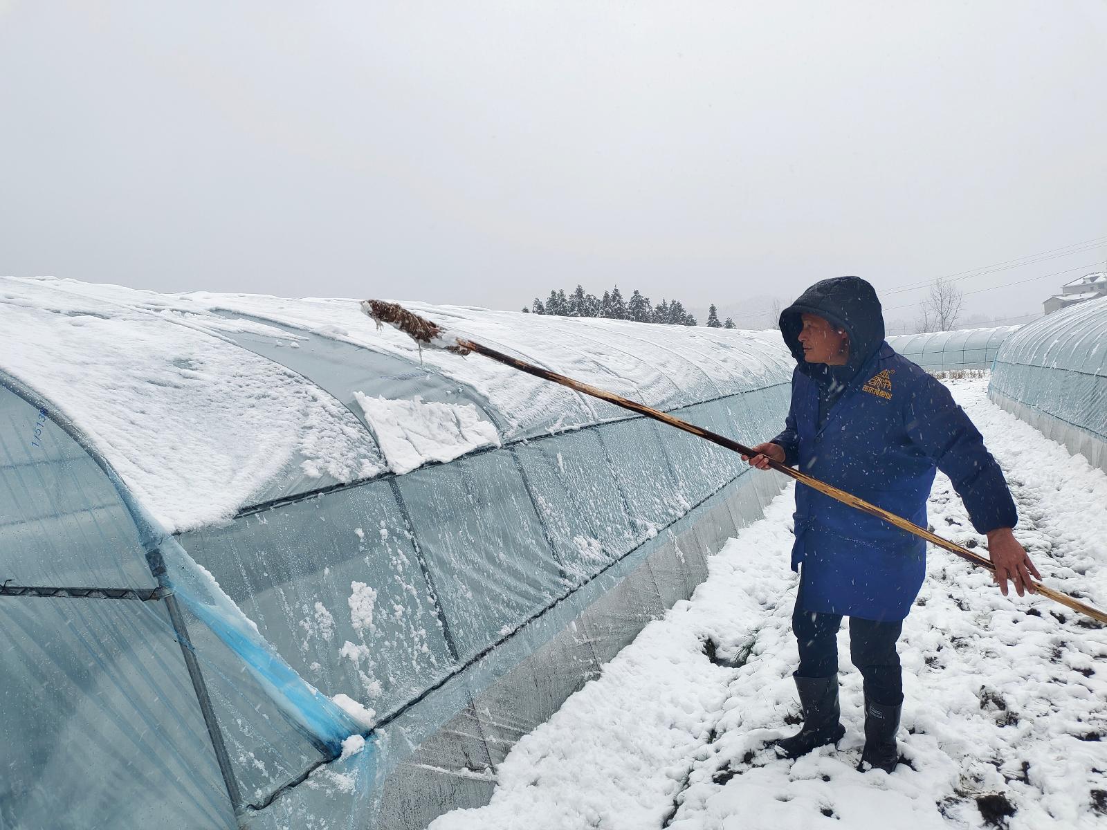 圖為煙技員掃除移動育苗棚頂的積雪.jpg