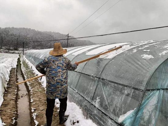 圖為專業(yè)化育苗隊隊員正在清除積雪