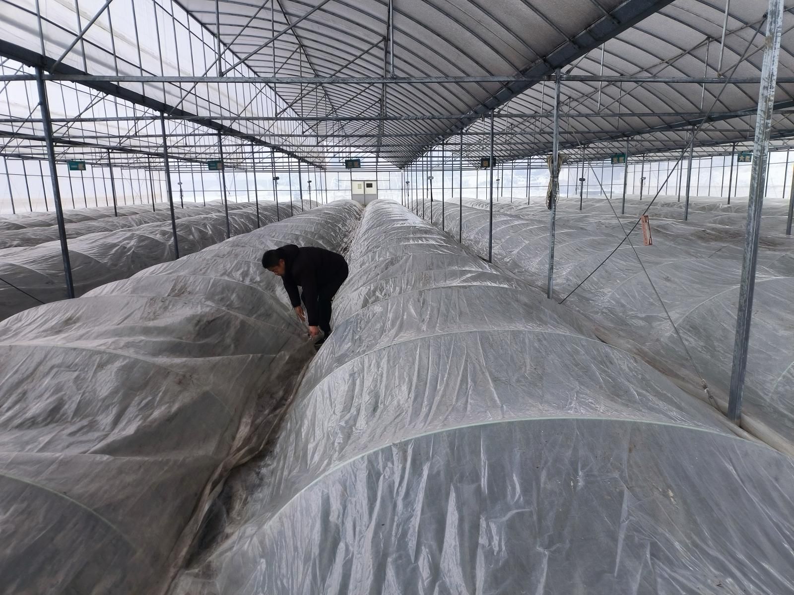 圖為煙技員在黃陂育苗工場(chǎng)查看小棚加蓋情況.jpg 圖為煙技員在黃陂育苗工場(chǎng)查看小棚加蓋情況.jpg