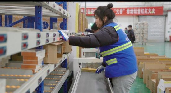 圖為吉安市煙草專賣局物流中心分揀員正在進(jìn)行分揀作業(yè)