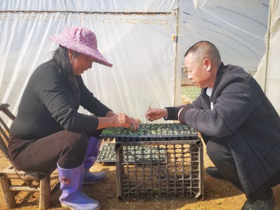 圖為石城縣琴江鎮(zhèn)長(zhǎng)樂(lè)育苗基地?zé)熂紗T正在指導(dǎo)煙農(nóng)間苗熊旭光 攝 圖為石城縣琴江鎮(zhèn)長(zhǎng)樂(lè)育苗基地?zé)熂紗T正在指導(dǎo)煙農(nóng)間苗熊旭光 攝