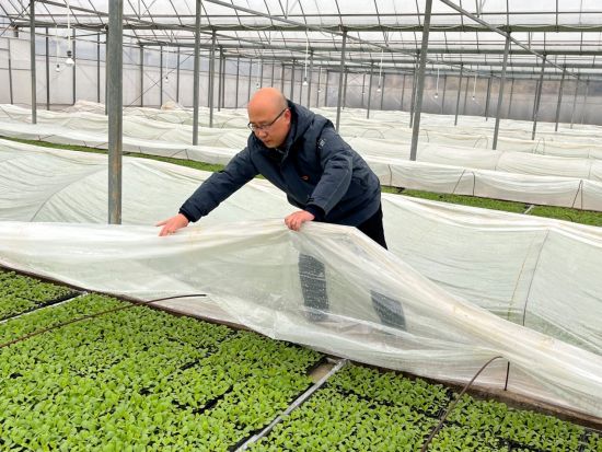 圖為石城縣煙草專賣局煙技員正在為煙苗蓋小膜防止煙苗凍傷李日坤 攝 圖為石城縣煙草專賣局煙技員正在為煙苗蓋小膜防止煙苗凍傷李日坤 攝