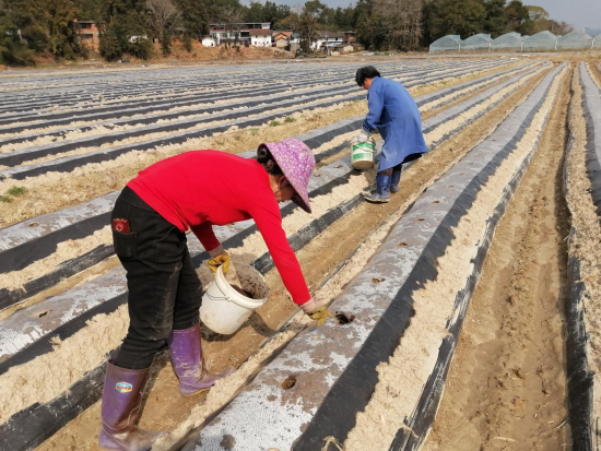 圖為石城縣琴江鎮(zhèn)湖下村煙農(nóng)正在打穴施肥