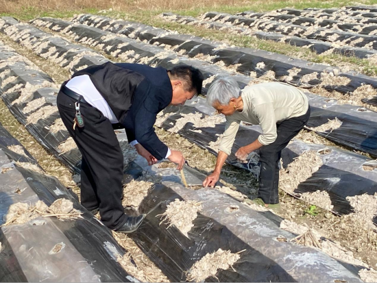 圖為廖之榮指導(dǎo)煙農(nóng)進(jìn)行移栽