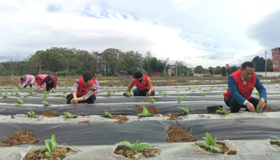圖為田心煙站黨員幫助煙農(nóng)進(jìn)行小培土