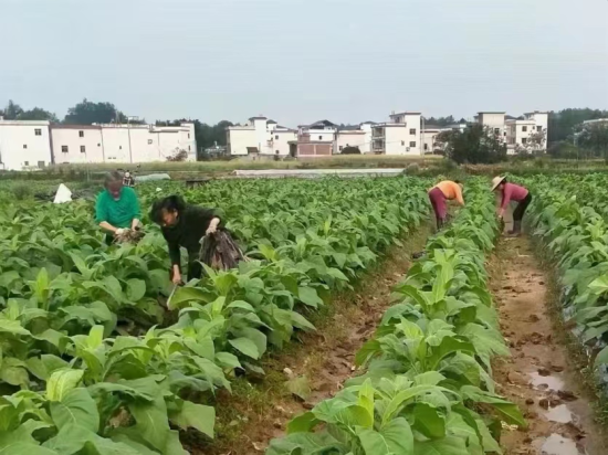 圖為信豐縣正平鎮(zhèn)煙農(nóng)正在田間回收地膜