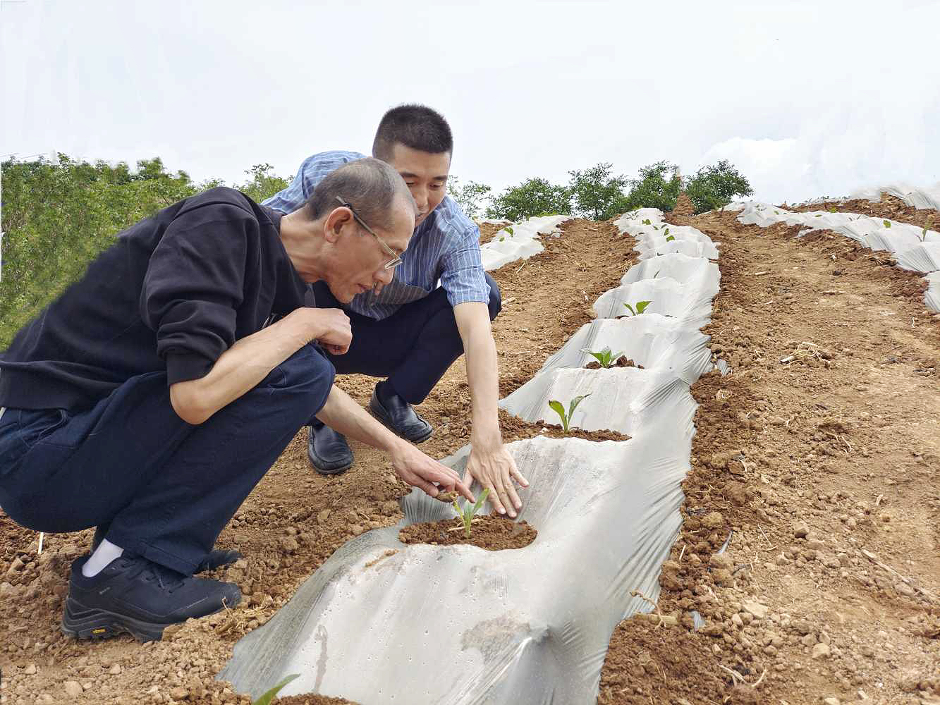 查看田間煙苗長勢(shì).jpg