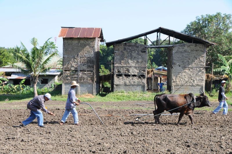 philippines-farm-1.jpg