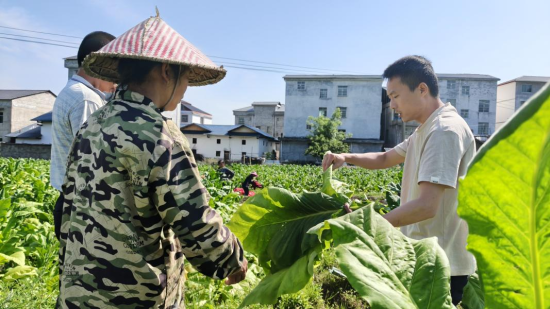 圖為天心煙葉工作站站長指導(dǎo)煙葉成熟采收工作