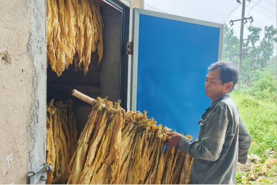 圖為仰湖村煙農(nóng)正在下烤煙葉