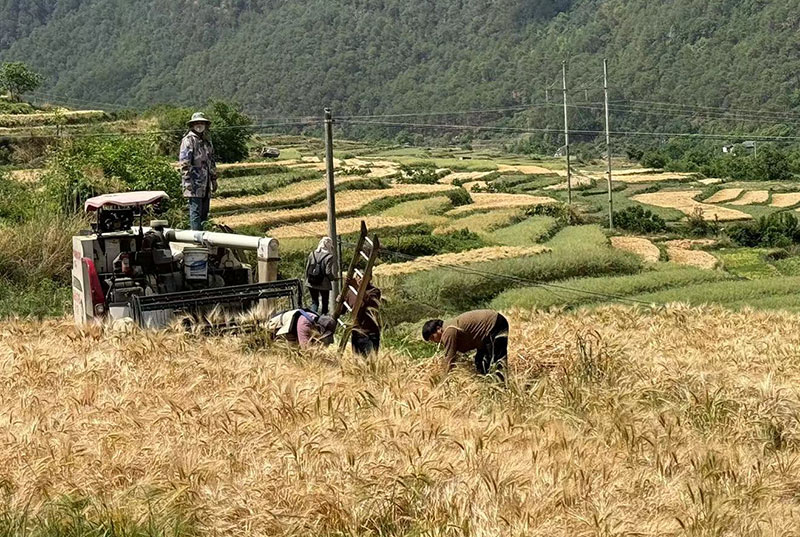 玉龍縣龍蟠鄉(xiāng)村民正在收割小麥--2024年5月1日-向帆-攝