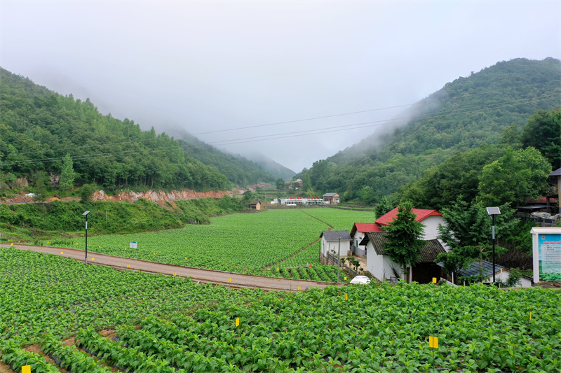 麻坪村煙葉產業(yè)