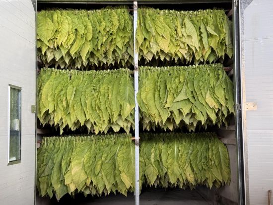 圖為生物質顆粒燃料烤房烘烤場景 圖為生物質顆粒燃料烤房烘烤場景