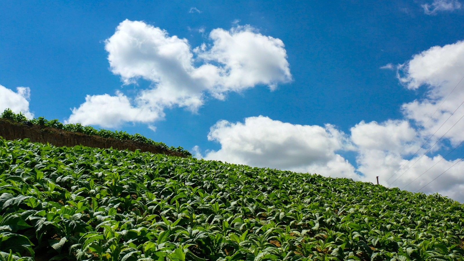 攀枝花煙區(qū)煙葉長(zhǎng)勢(shì)喜人.jpg 攀枝花煙區(qū)煙葉長(zhǎng)勢(shì)喜人.jpg