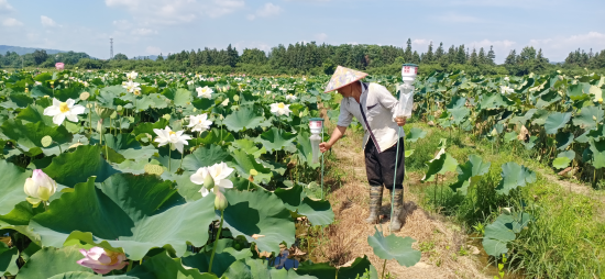 圖為煙農(nóng)在蓮田安裝誘捕器