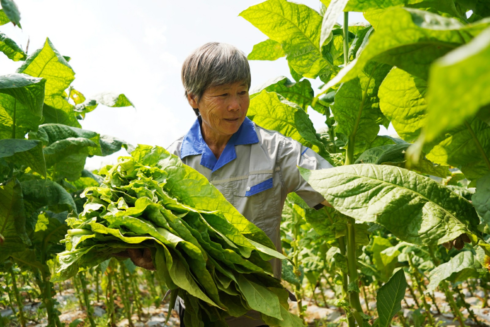 圖為托管服務隊隊員采收煙葉