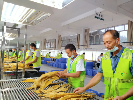 圖為石城縣高田煙葉收購點收購現(xiàn)場