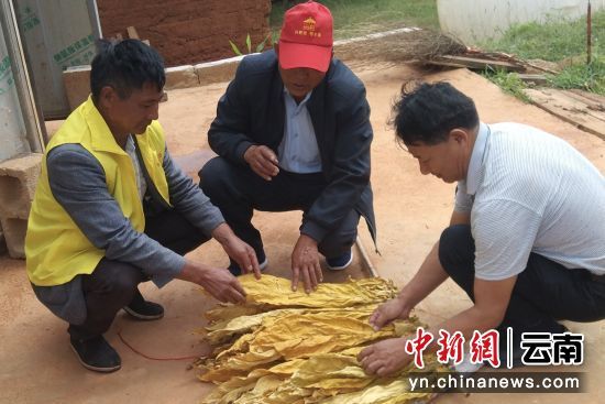 九華清入戶指導(dǎo)煙農(nóng)烘烤(九華清 供圖)