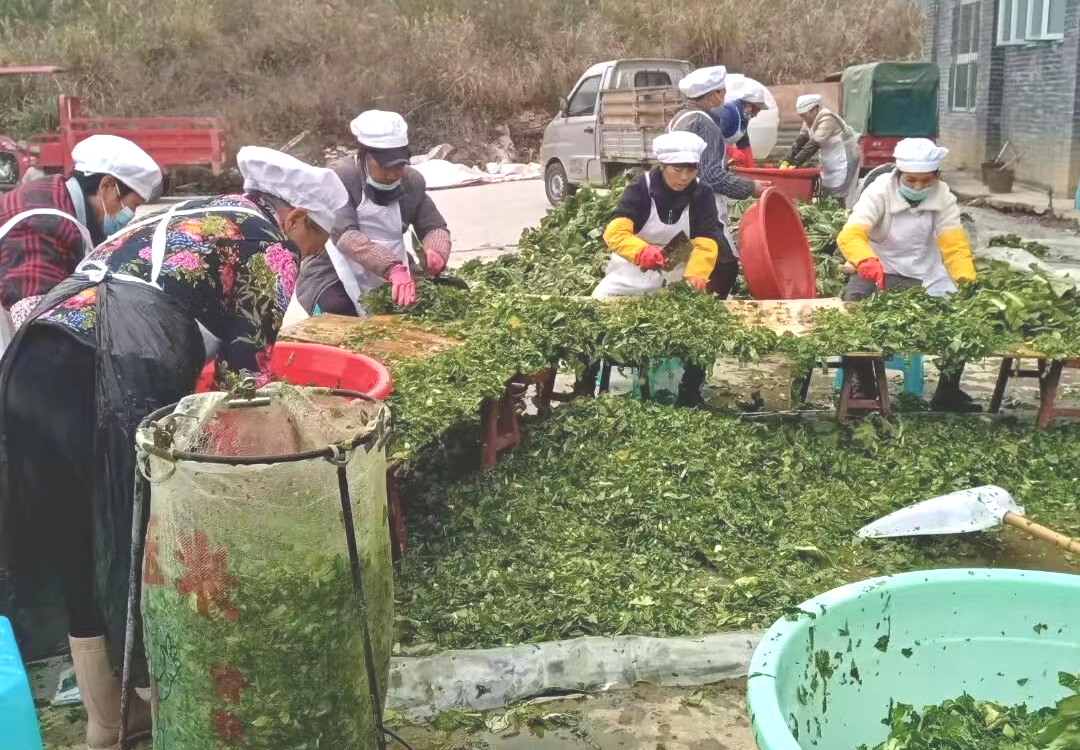 鹽菜加工現(xiàn)場.png