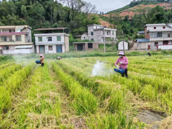 圖為煙農(nóng)對(duì)種完煙后稻的煙田撒生石灰以改良酸性土壤.