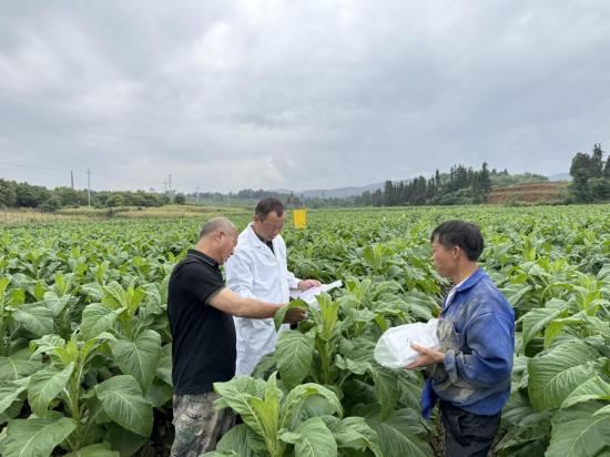 圖為王志生在煙田收集實驗數(shù)據(jù)