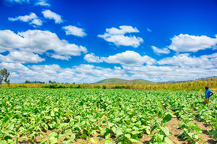 Tanzania-tobacco-field.jpg