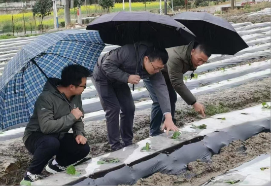 圖為會(huì)昌煙草技術(shù)人員冒雨察看高排鄉(xiāng)煙苗情況