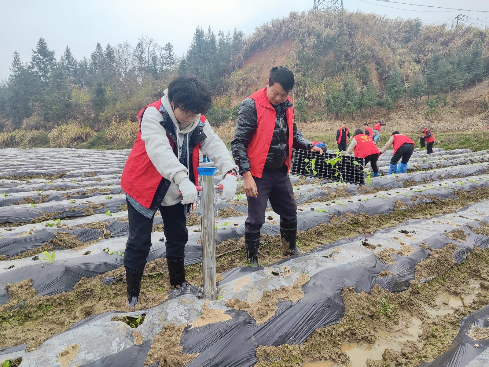 圖為志愿者開展助農(nóng)移栽活動.jpg