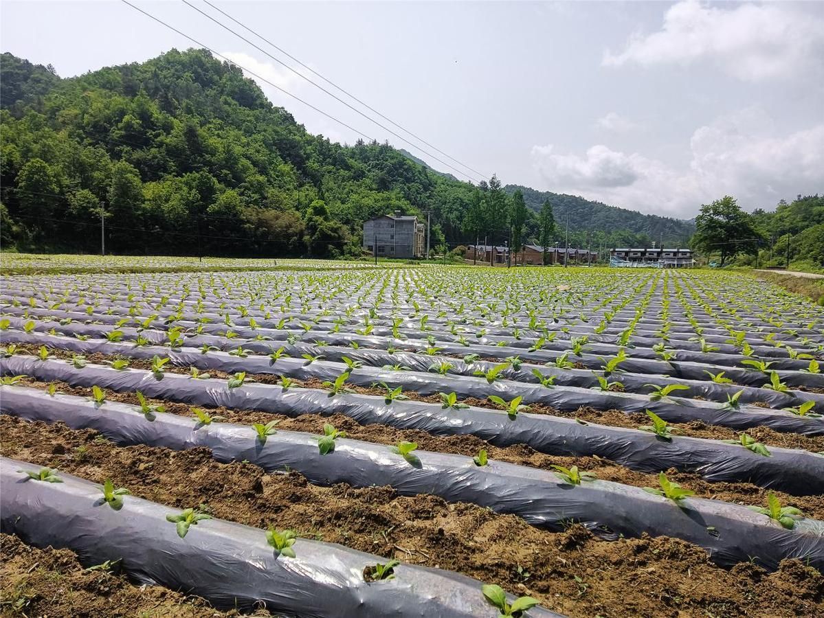 67f4ddd7a310e29a7992a54a.jpeg 67f4ddd7a310e29a7992a54a.jpeg