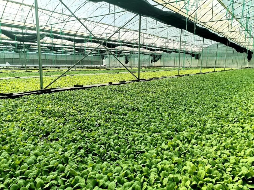 微信圖片_20250411111400.jpg 微信圖片_20250411111400.jpg