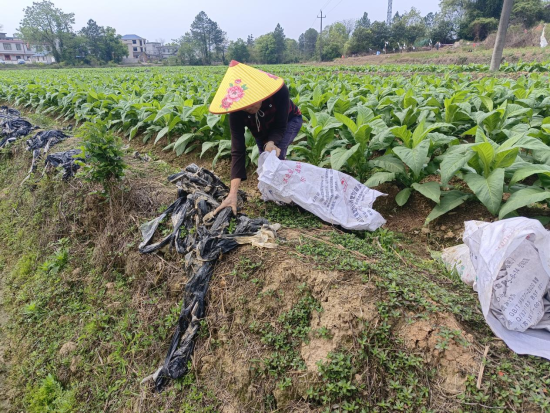 圖為會昌縣周田鎮(zhèn)煙農(nóng)正在收集煙田廢舊地膜