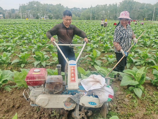 圖為煙農(nóng)吳澤仁使用培土機械進行培土