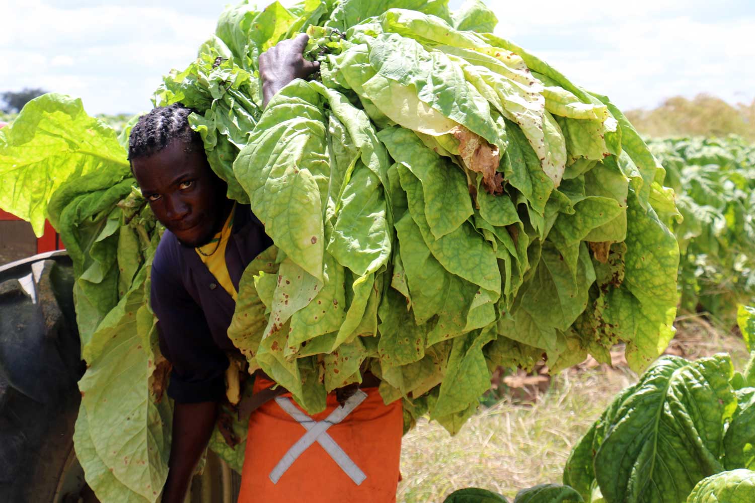 zimbabwe_field.jpg