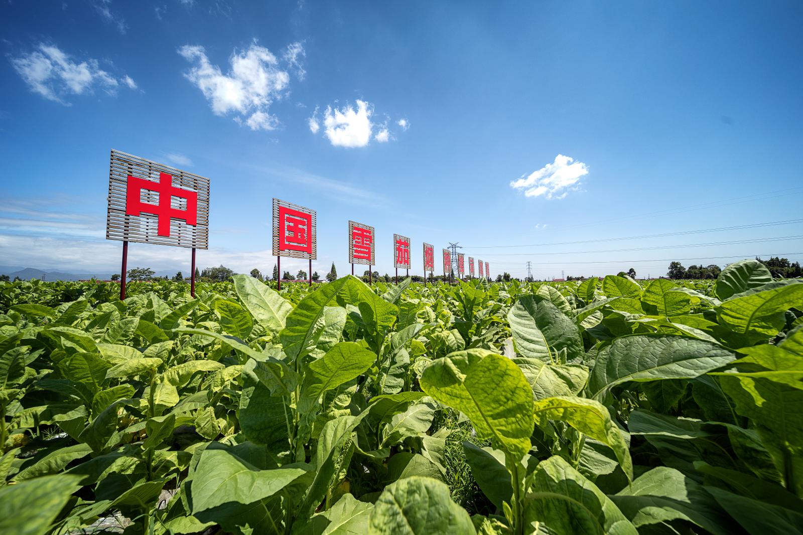 什邡師古鎮(zhèn)大泉坑中國雪茄煙種植基地.jpg