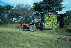 4399672906_5a8b0510bf_m_zimbabwe-tobacco-1.jpg