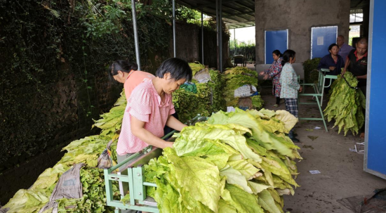 圖為煙農(nóng)正在使用梳式煙夾編煙
