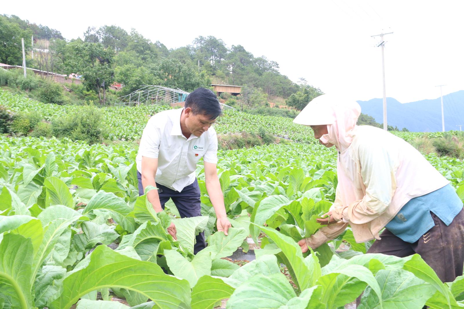 黨員李杰田間指導(dǎo)病蟲害防治.JPG