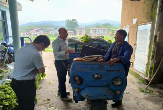 圖為指導(dǎo)煙農(nóng)煙葉采收細節(jié)