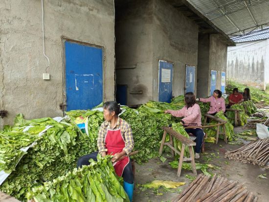 圖為煙農(nóng)正在進(jìn)行煙葉編桿