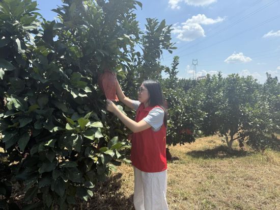 圖為廣豐煙草志愿者幫忙采摘水果