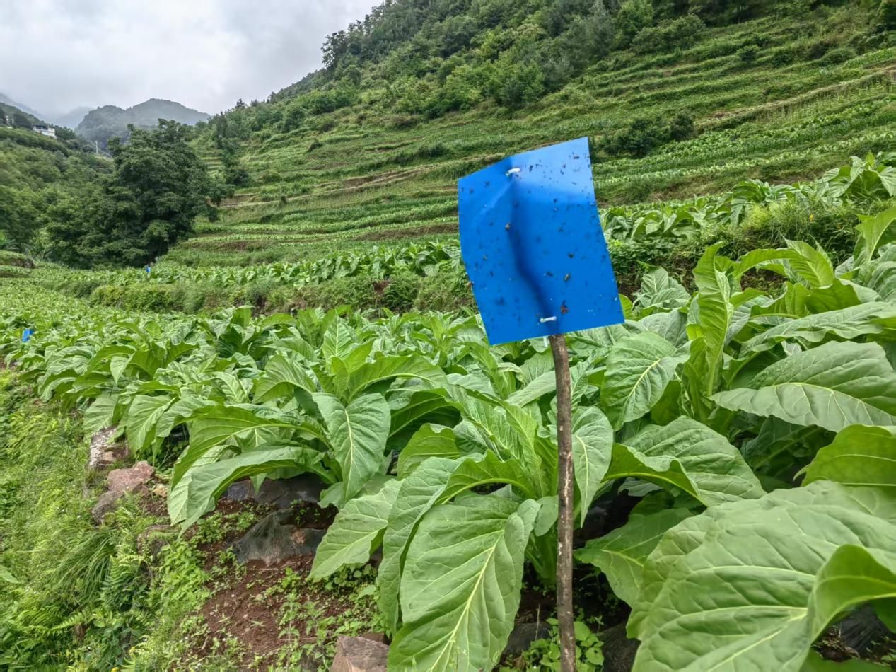 ead2e0ae-e6d3-45ee-8c25-346081c91ed3.png ead2e0ae-e6d3-45ee-8c25-346081c91ed3.png