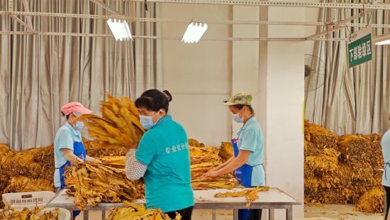 圖為專(zhuān)業(yè)分級(jí)隊(duì)員在分揀煙葉.jpg 圖為專(zhuān)業(yè)分級(jí)隊(duì)員在分揀煙葉.jpg