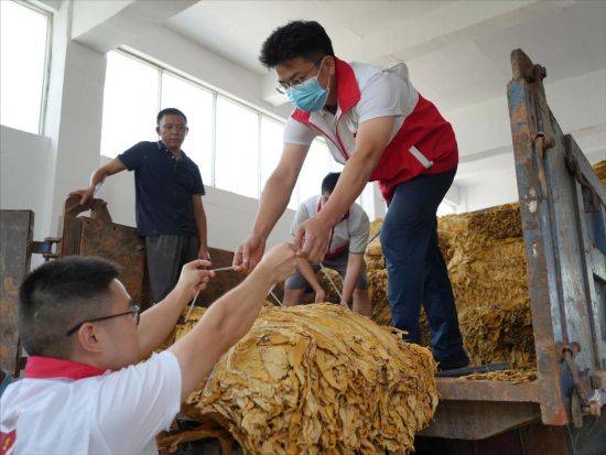 圖為黨員志愿者正忙著幫煙農(nóng)卸載需交售的煙葉.jpg