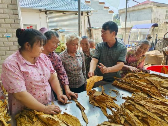 圖為煙技員黃宜華指導(dǎo)煙農(nóng)分級(jí)