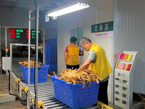 圖為主檢華秀山正在對(duì)煙葉定級(jí).jpg