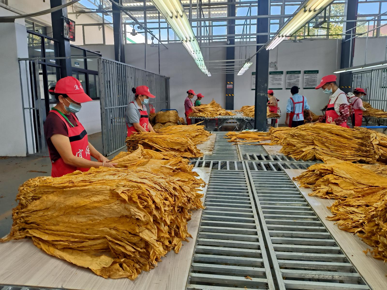 圖為專業(yè)化分級煙葉收購現(xiàn)場.jpg