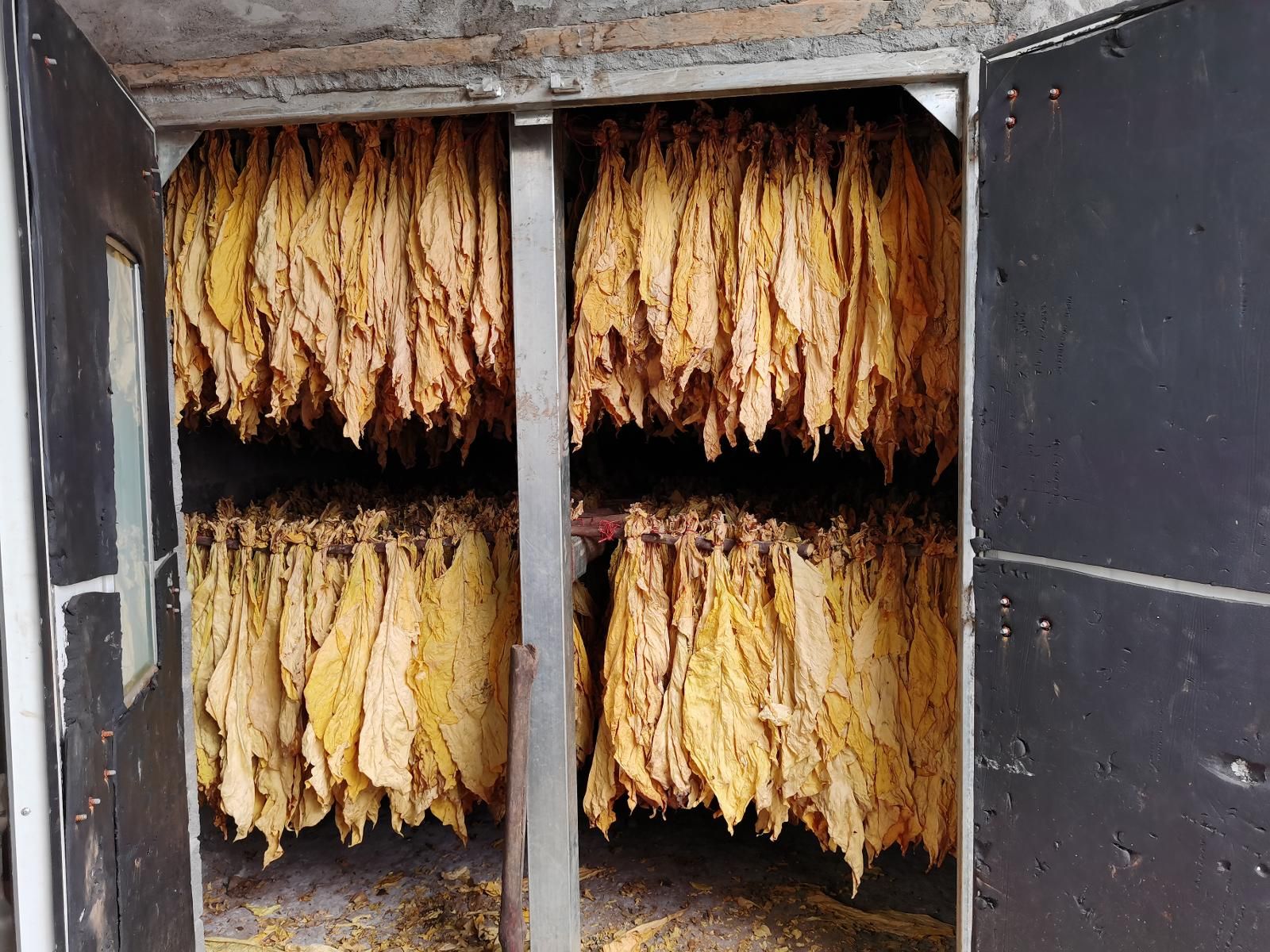 烤房中的烤后煙葉.jpg