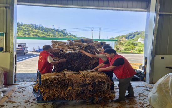 圖為黨員志愿者幫助煙農(nóng)卸煙葉.jpg
